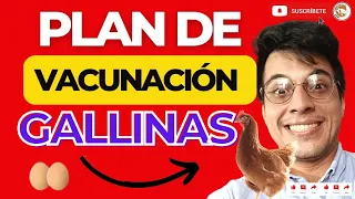 😱 PLAN DE VACUNACIÓN PARA LAS GALLINAS PONEDORAS 🎊 LAS GALLINAS QUE MÁS PONEN HUEVOS 💪🏽