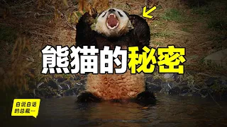 Panda：A Real Ancient Horror, Why Only Humans Think Pandas Are Cute?