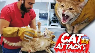 CAT ATTACK AT VET! Tiger Cub Tries to Claw Me! ( cat attack ) #TheVet