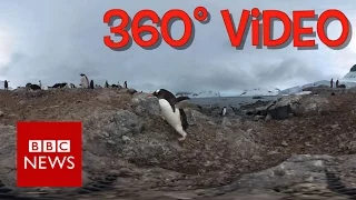 Antarctic Penguins  (360 video) - BBC News