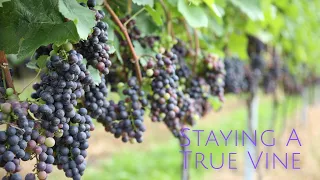 2024-04-21 PM: “Staying A True Vine”-Pastor Keith Sjostrand