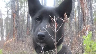 Прогулка с щенком по осенней тайге.