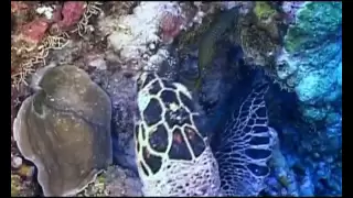 Мальдивы Скаты и акулы. Maldives Rays and sharks