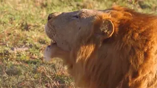 Lion roar - One of the plains camp male calling his brother