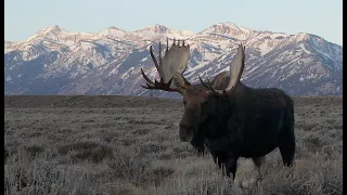 Wildlife Photography-Bull moose chasing cow in front of the Grand Teton/Jackson Hole/Yellowstone