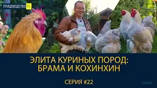 БРАМА И КОХИНХИН - элита крупных куриных пород. Рассказ о породах. Птицеводство ТВ #22