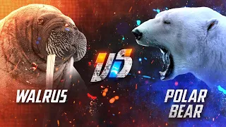 Can a Walrus Beat a Polar Bear in a Fight?