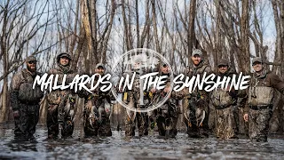 Duck Hunting- Sunshine and Mallards in the Flooded Willows