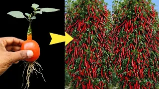 Simple method propagate chili tree with tomato fruit || How to grow chili tree at home