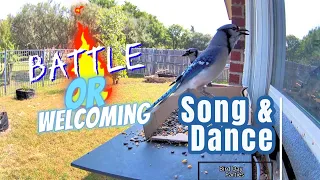 Blue Jay Bird's Joyful Dance: Singing & Jumping in 4K!😃