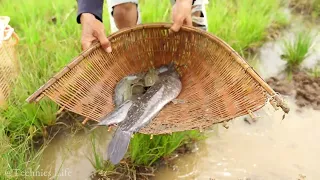 amazing fishing! a fisherman skill catch fish a lots in field by best hand in the morning