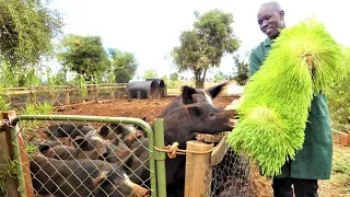 Easiest Way To Grow Hydroponic Fodder on a Small Space | Farming in Kenya Success Story