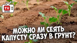 Можно ли посеять семена капусты сразу в грунт? 🌱 Советы опытного садовода