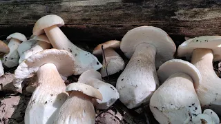 Чудові молоді гриби, біленькі, їх варта побачити.