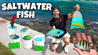 Catching Tropical PARROT FISH For My Pond! *Fish Trap*