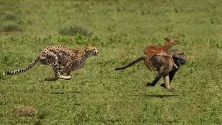 Wonderful Baboon Chasing Cheetah To Save Impala || Cheetah Hunting Fail