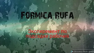 Formica rufa. Как я поймал маток и подселил к ним рабочих.