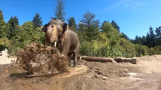 Asian Elephant Splashes And Plays In The Mud