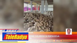 Tone-toneladang kalabasa sa Nueva Ecija hindi na maibenta | Headline Pilipinas (5 June 2023)