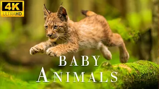 Top 50 Cutest Baby Animals - 4K UHD Real - Relaxing Nature Sounds, Music Heals the Soul