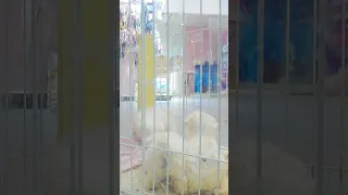 Tik Tok Chó Phốc Sóc Mini 😍 Funny and Cute Pomeranian211