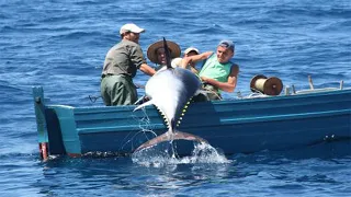 Amazing Giant bluefin tuna, LONG LINE FISHING VIDEOS - How to Cut a Tuna for Sashimi #04