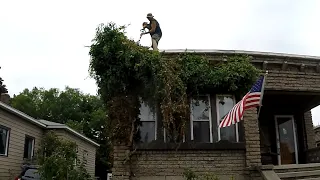 Extreme Overgrown Vine Removal Start to Finish