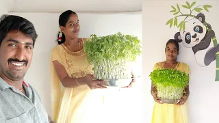 முளைப்பாரி போடுவது எப்படி | How to Grow Sprouts at Home | step by step | Keerthi Vijay