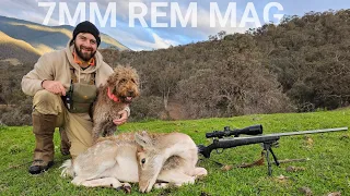 MAY MEAT RUN Fallow Deer Hunting 7mm Rem Mag & Fox Shooting Pulsar Thermion XP50 Pro LRF