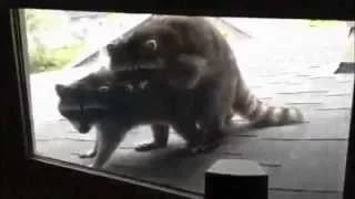 Смешный еноты  Funny raccoons