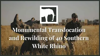 Monumental Two-Day Translocation and Rewilding of 40 Southern White Rhino