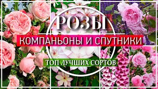 ПОТРЯСАЮЩИЕ СОСЕДИ ДЛЯ РОЗ  / МНОГОЛЕТНИКИ  Рядом с РОЗАМИ / ТОП ЛУЧШИХ