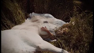 Фильм "Созвездие Nebula" о жизни и светлой любви лошади к человеку