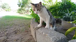 Today We Are Petting Our Street Cats Also Playing With Them! Must Watch! Relaxing Video❤️