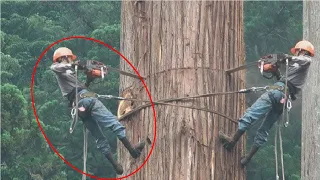 Top BIG Tree Fails | Stupid People Cutting Down Giant Trees Part 3