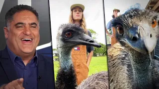 Troublemaking Emu Won't Let Their Owner Upload To TikTok