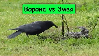 ВОРОНА В ДЕЛЕ! Ворона против ЗМЕИ, крысы. Версус Ворон - птица умеющая разговаривать.