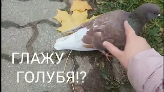 УЛИЧНЫЕ Голуби ТАК Близко!