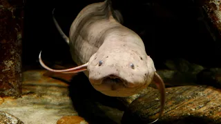 African Lungfish / Protopterus Annectens