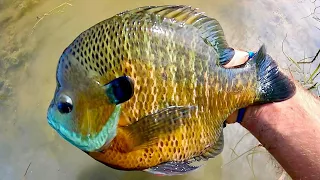 These BLUEGILL are BIGGER THAN DINNER PLATES!!