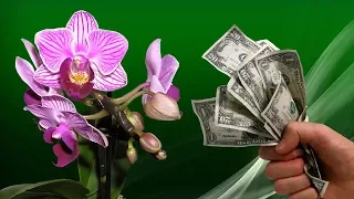 Правильная покупка Орхидеи. Как выбрать здоровое растение!