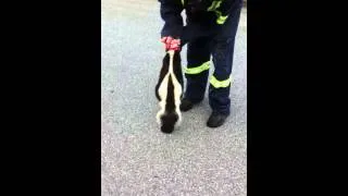 Man saves skunks life and almost gets sprayed!