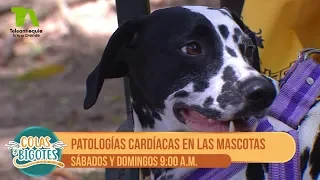 Colas y Bigotes, Patologías cardíacas en las mascotas - Teleantioquia