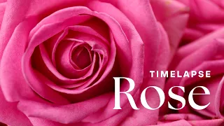 Timelapse: Watch Beautiful Roses Bloom