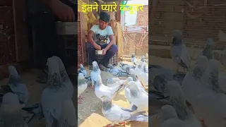 इस बच्चे के लाजवाब कबूतर