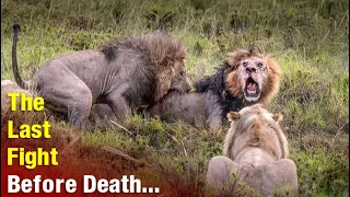 The Tragic Last Moment of A Male Lion Before Death | Lion Warfare