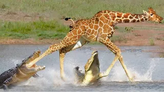 Crocodile Hunt Giraffe Across The River Confronting Crocodile | Zebra Trying To Escape The Crocodile