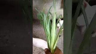 Baboy eating Setaria Grass