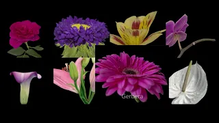 Digital flowers collection  (Photogrammetry)
