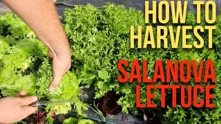 How to Harvest Salanova Lettuce: Pro Tips for Perfect Harvesting!